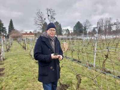 Rebschnitt auf dem Weingut Britz